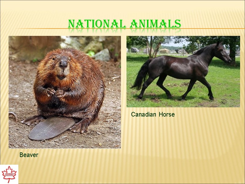 National animals Beaver Canadian Horse